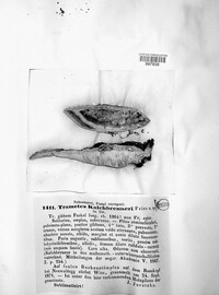 Trametes gibbosa image